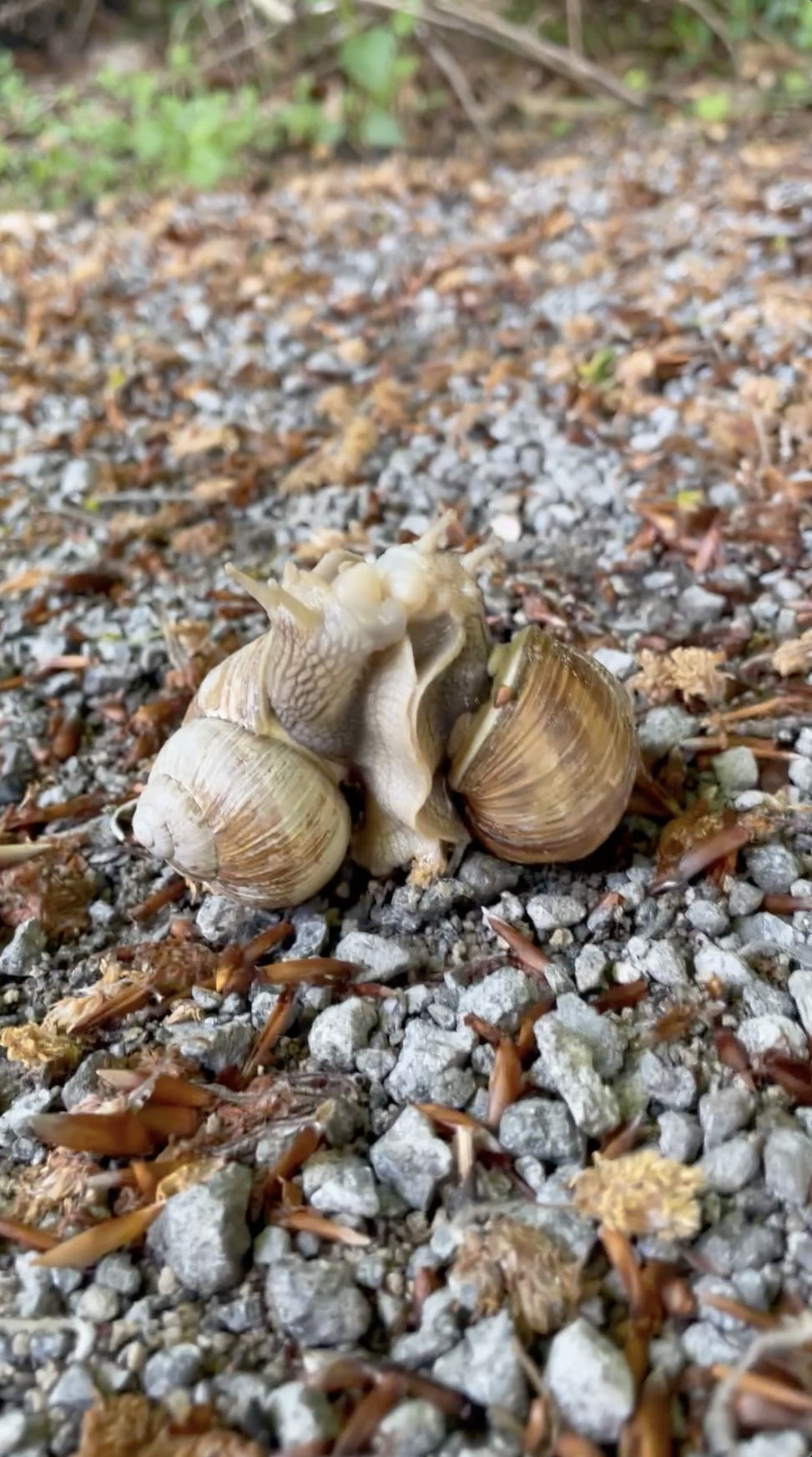 Love is Slow: Lon van den Berg and Arif Kornweitz